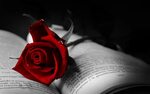 Book with red rose wallpaper