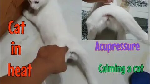How to calm a cat in heat - YouTube