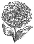 Marigold Flower Sketch Related Keywords & Suggestions - Mari
