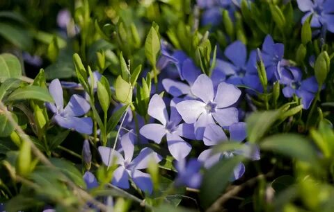 Periwinkle Wallpaper - periwinkle, Flowers, Blossom, Plant, 