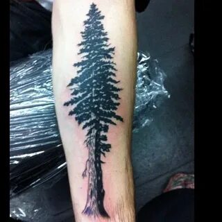 Redwood tree Tree tattoo, Redwood tattoo, Tree tattoo meanin