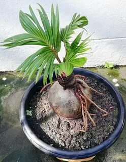 Coconut Bonsai In Water : Interior ornament pot plant COCO B