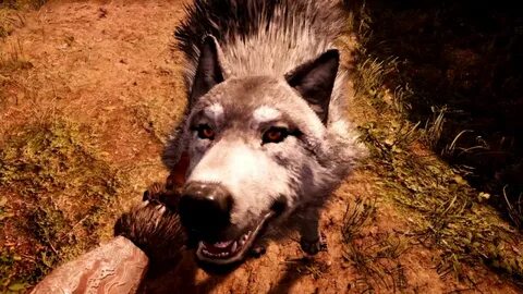 Far cry primal Юзаем зверушек: Волки, лепард, ягаур, тигр. -