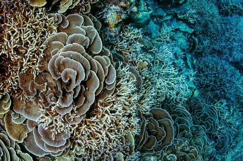 Corals The Origin Story Roundglass Sustain,Life Of Corals The Reef Assembly...