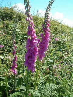 foxglove - Wiktionary