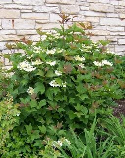 PlantFiles Pictures: Viburnum, Cranberry Bush, Crampbark, Gu