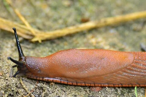 Красный придорожный слизень, Arion rufus, Red Slug Flickr