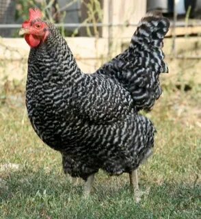 Additional Photos and Videos of Cuckoo Marans Chicken Breed 