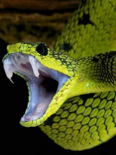 La buena suerte de soñar con serpientes: sueños con reptiles