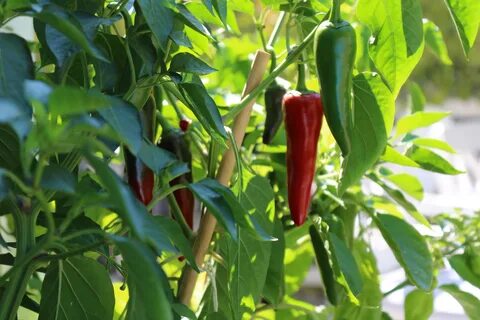 Image of Red Chili - Hildati Wallpapers