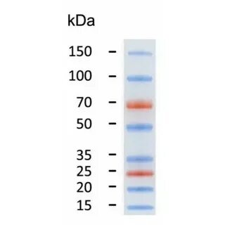 Pre-stained Protein Ladder (15-150kDa), 250 μl, MEIP80101