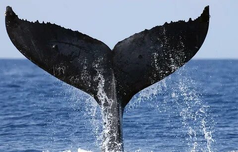Humpback Whale Tail Maui Hawaii Photograph by Flip Nicklin F