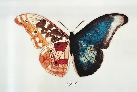 Pin by ✧--:* в r ι *:--✧ on Butterfly Effect Art, Drawings, 