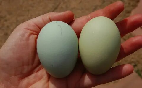 Someone Stole Hundreds Of Easter-Egg-Laying Chickens Egg lay