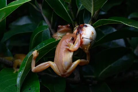 This is the first ever report of frogs feeding on flowers in nature. 