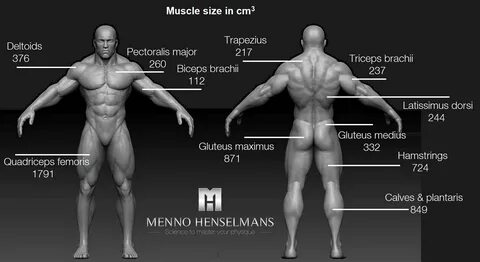 Total Muscles In The Human Body? / Human Muscle System Funct