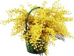 Tubes - gifs fleurs - mimosa - Balades comtoises Мимозы, Цве