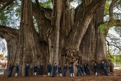 Un cipresso di Montezuma conosciuto come el Árbol del Tule. 