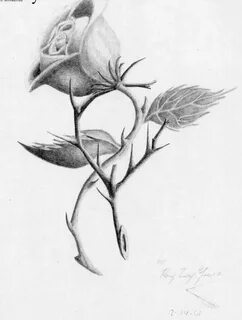 Rose With Thorns Drawing at GetDrawings Free download