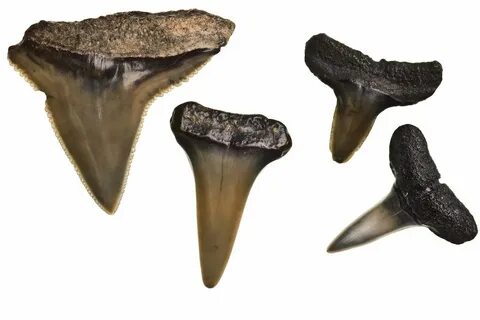 How To Find Shark Teeth Folly Beach - Kunci Blog