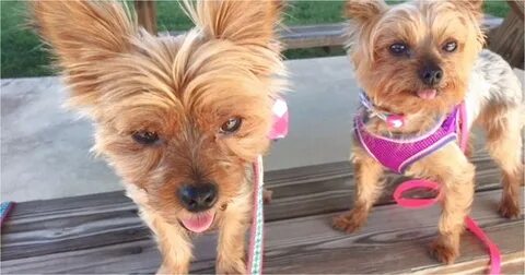 yorkshire terrier puppies for sale knoxville tn - Doggie Cut