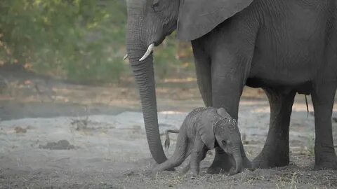 An Adorably Clumsy Newborn Baby Elephant Tries to Walk With 