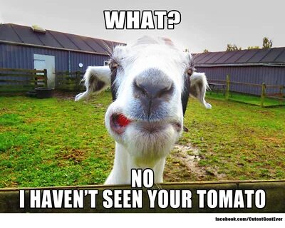 Funny farm Memes