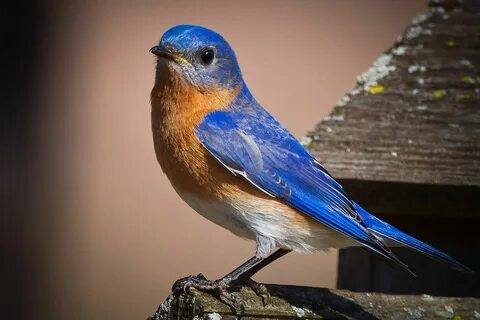 Eastern Bluebird Blue bird, Eastern bluebird, Animal compani