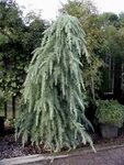 PlantFiles Pictures: Deodar Cedar, Himalayan Cedar (Cedrus d