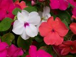 Impatiens: How to Plant, Grow, and Care for Impatiens Flower