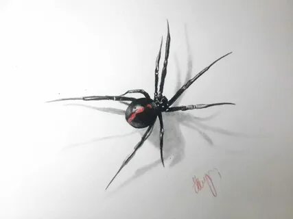 Black Widow Spider Sketch Related Keywords & Suggestions - B