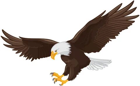 White-tailed Eagle Bald Eagle Clip art - eagle png download 