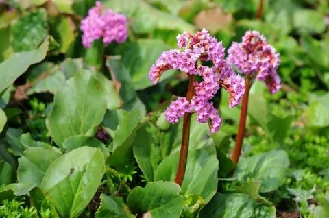 Hardy perennials: 7 beautiful species for your garden