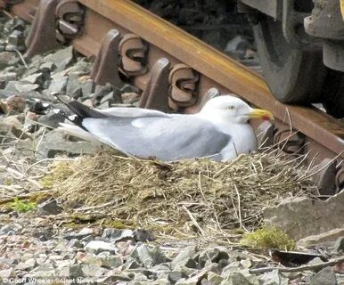 Where Do Sea Gulls Nest