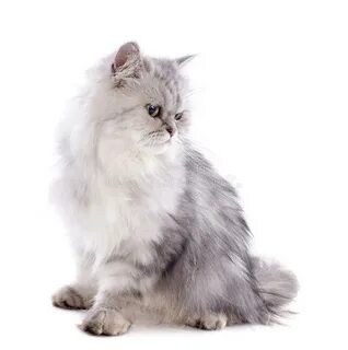 Tricolor персидский кот стоковое изображение. изображение на