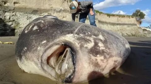The 10 Biggest Fish in the World - AZ Animals