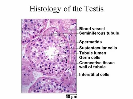 Pin on What a wonderful histology?