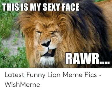 🐣 25+ Best Memes About Funny Lion Funny Lion Memes