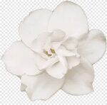 Spring Blooming, white gardenia flower on black background, 