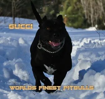 Gucci - Worlds Finest Pit Bulls