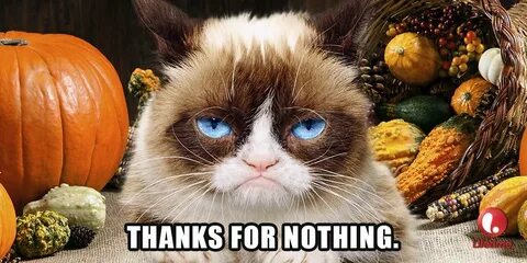 Thanks for nothing. Cute animal memes, Grumpy cat humor, Gru