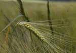 Barley spike Feedipedia
