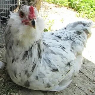 Easter Egger Rooster 10 Weeks Sex Free Nude Porn Photos