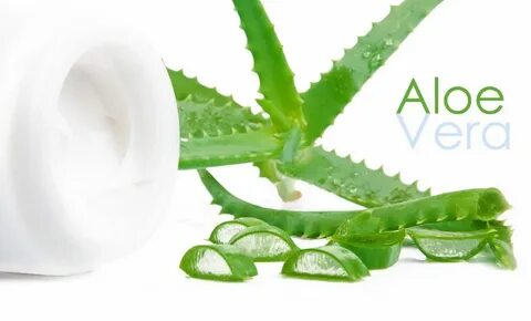 Aloe Vera: The Medicinal Herb used in Ayurvedic Medicines Ka