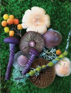 jill bliss forages flora to form magical mushroom medleys Ma