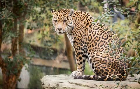 Wallpaper cat, animal, stay, Jaguar images for desktop, sect