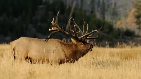 Free photo: Bull Elk - Animal, Bull, Elk - Free Download - J