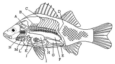Fish Anatomy Worksheet Diagram Internal Sea Dissection Perch