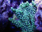 Кораллы для аквариума: морские, живые, мягкие, жесткие, виды