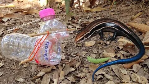 How To Make Easy Trap Lizard From Plastic Bottle - YouTube